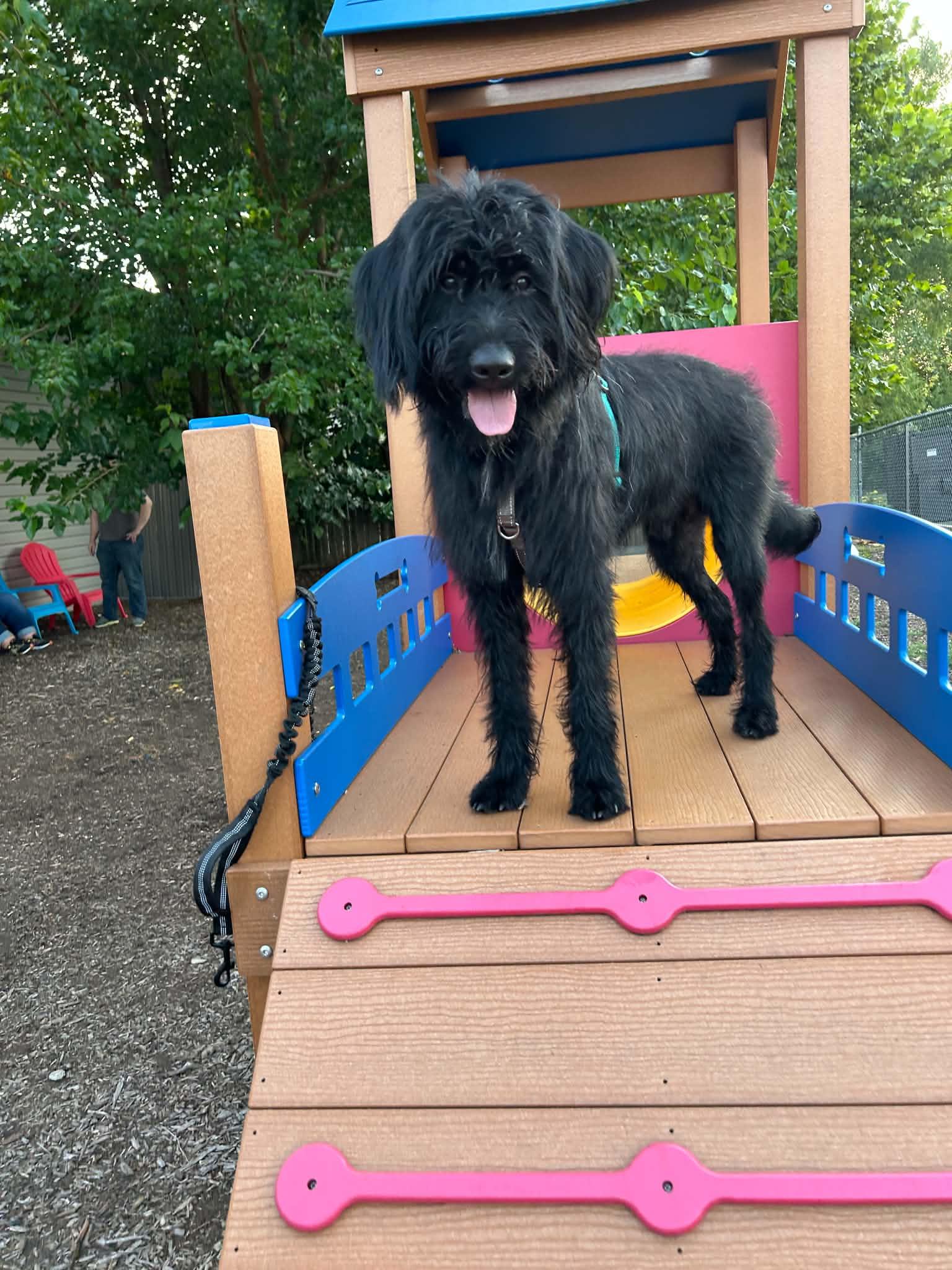 Kipper, ADOPTABLE, Adult Male Standard Poodle & Schnauzer.