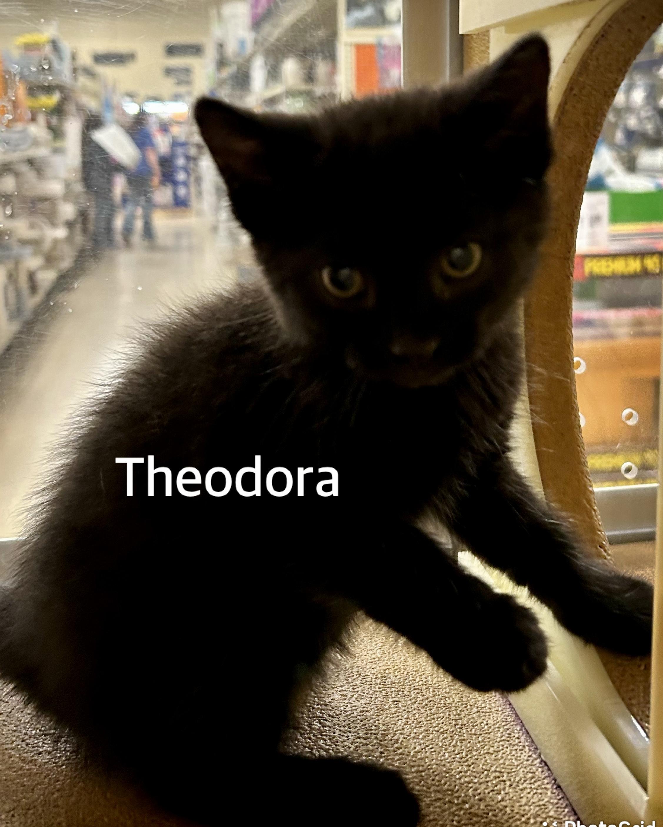 Enlarge Theodora, an adopted Domestic Short Hair in Owasso, OK image 1/1