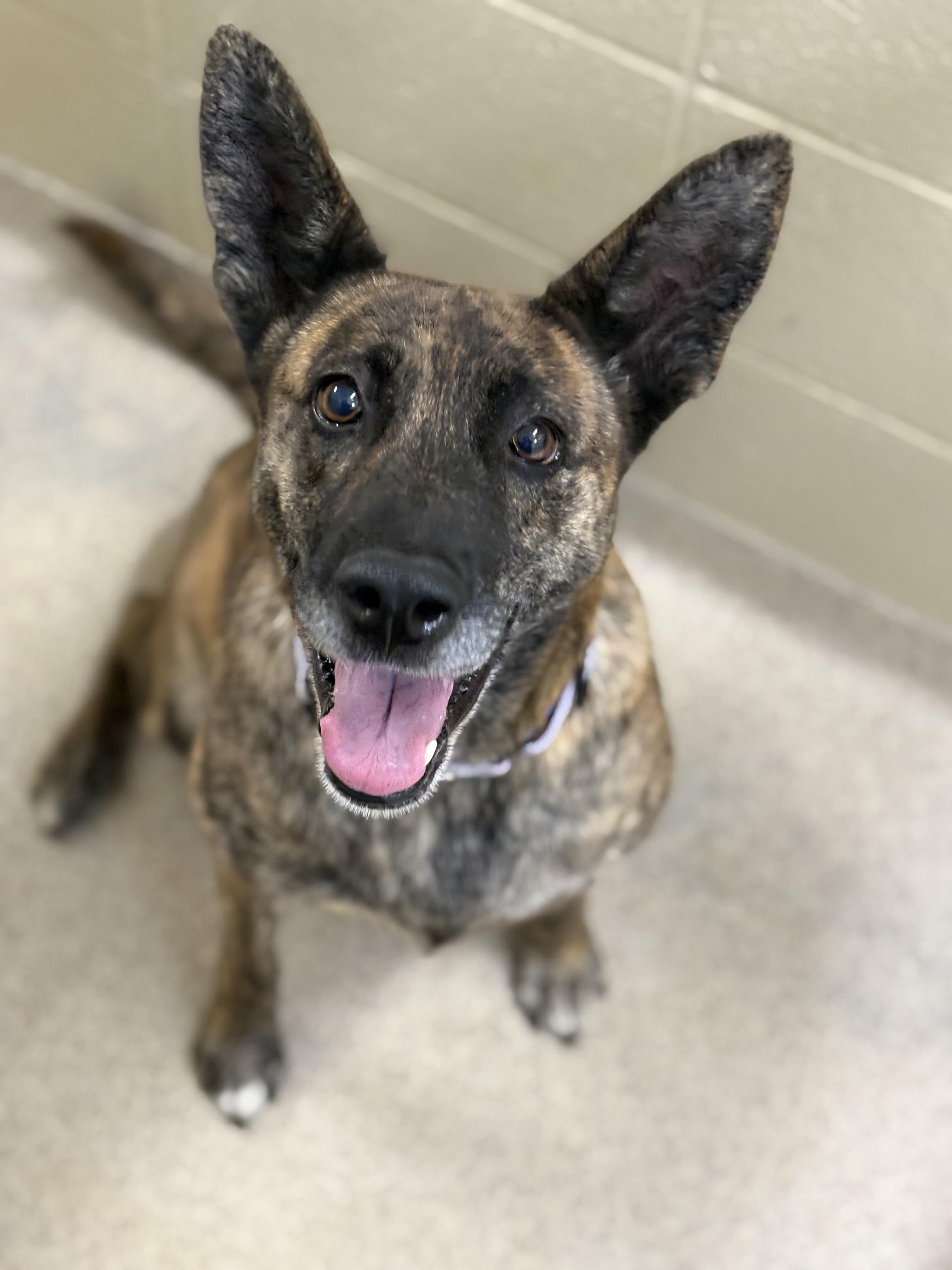 Princess, a Adoptable mixed breed in Youngstown, OH image 1/4