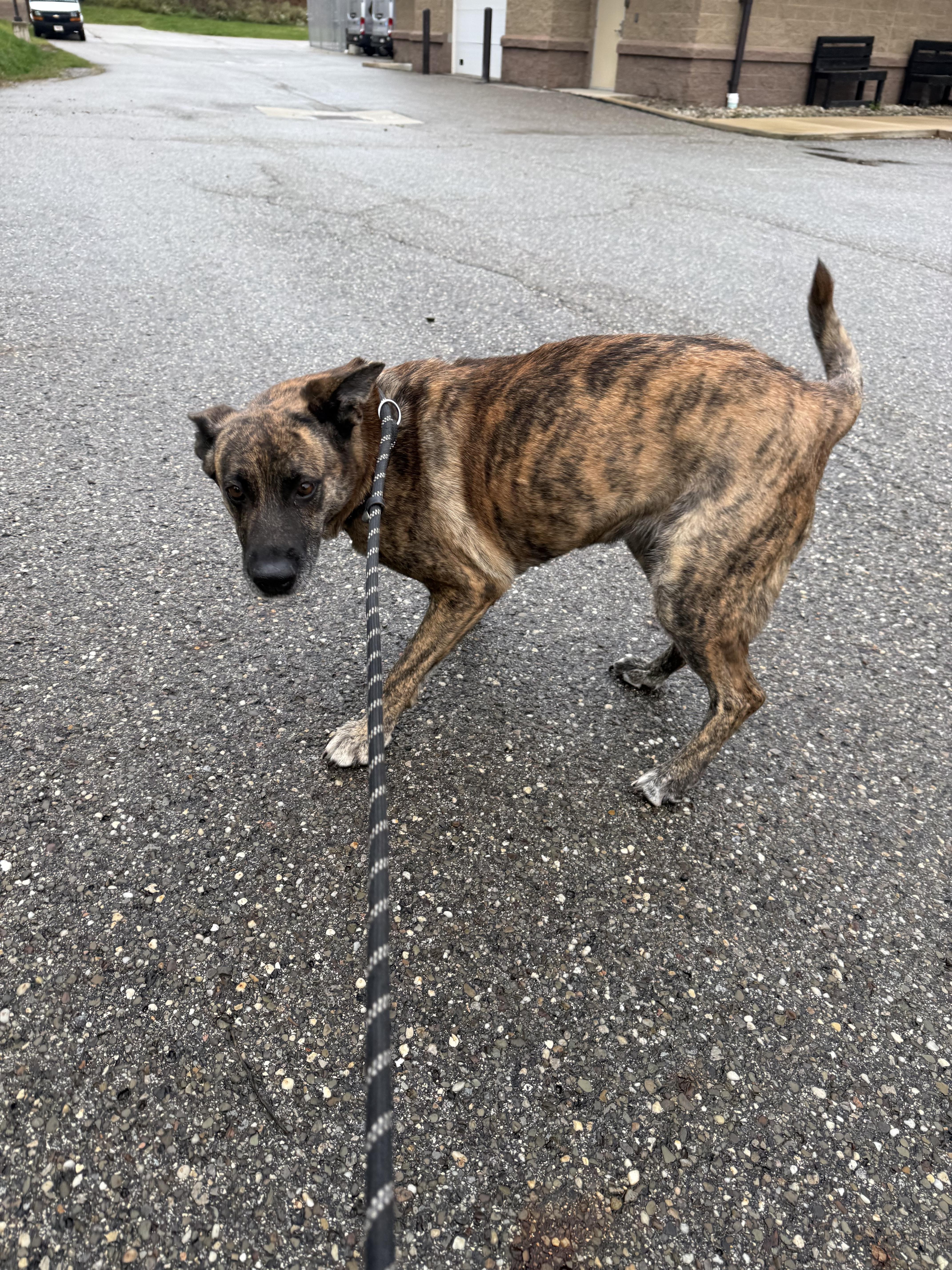 Princess, a Adoptable mixed breed in Youngstown, OH image 2/4