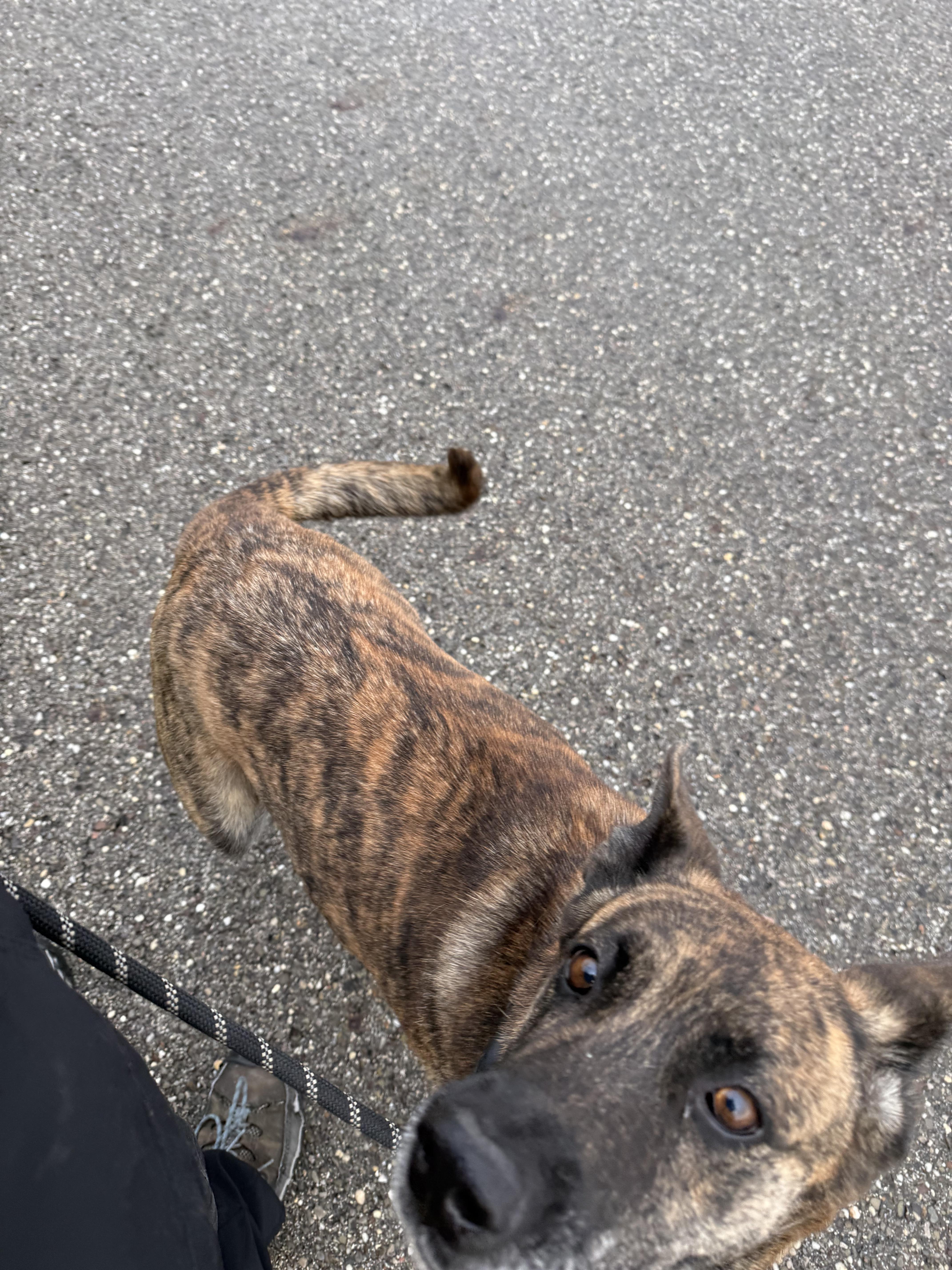 Princess, a Adoptable mixed breed in Youngstown, OH image 3/4