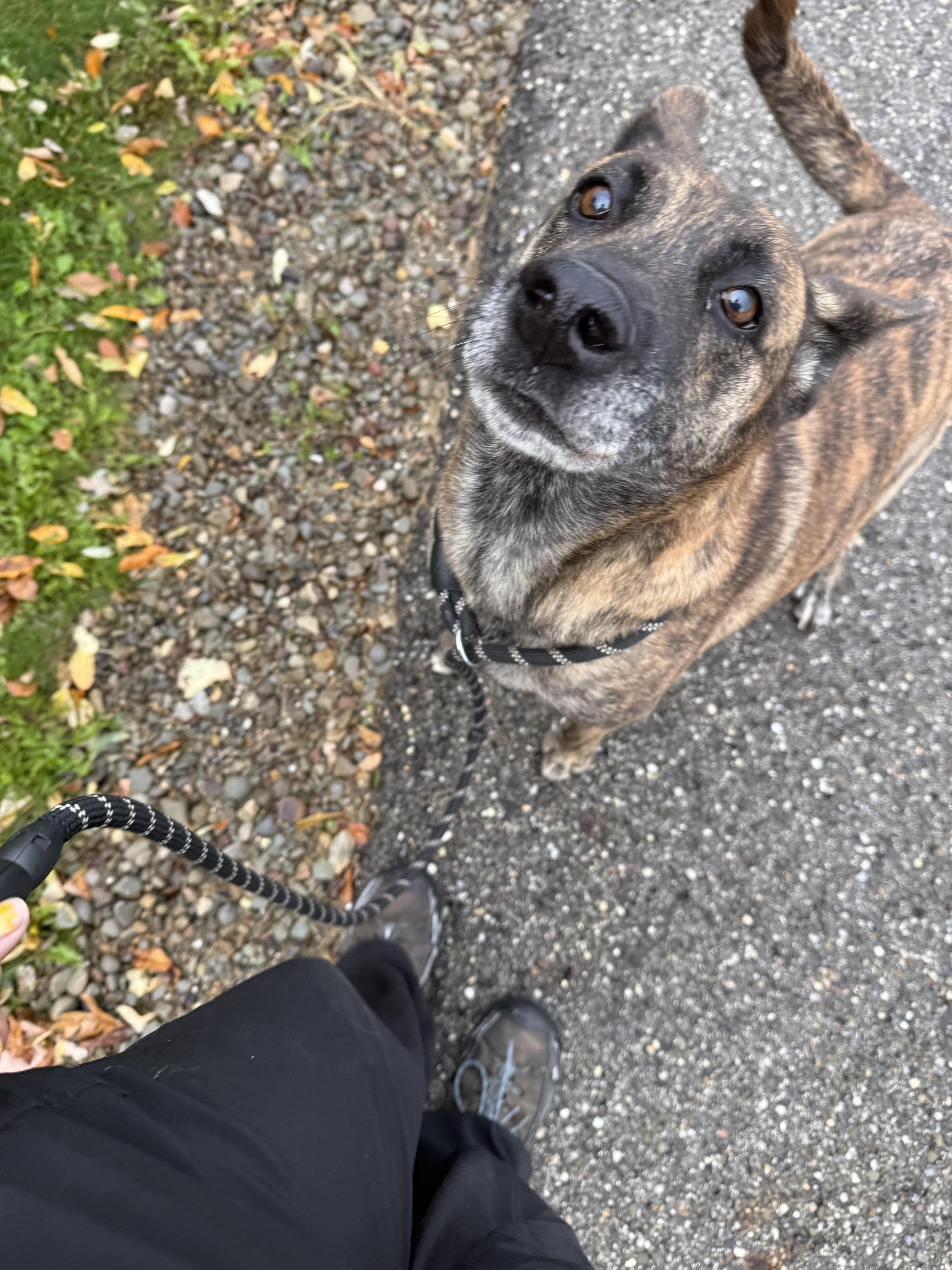 Princess, a Adoptable mixed breed in Youngstown, OH image 4/4