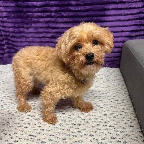 Arabica- Home Visit in Process, adopted, Young Female Poodle.