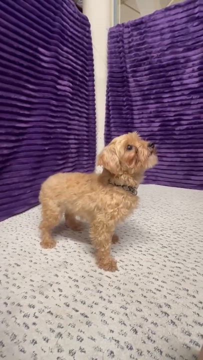 Enlarge Arabica- Home Visit in Process, an adopted mixed breed in Hartland, WI video 6/6