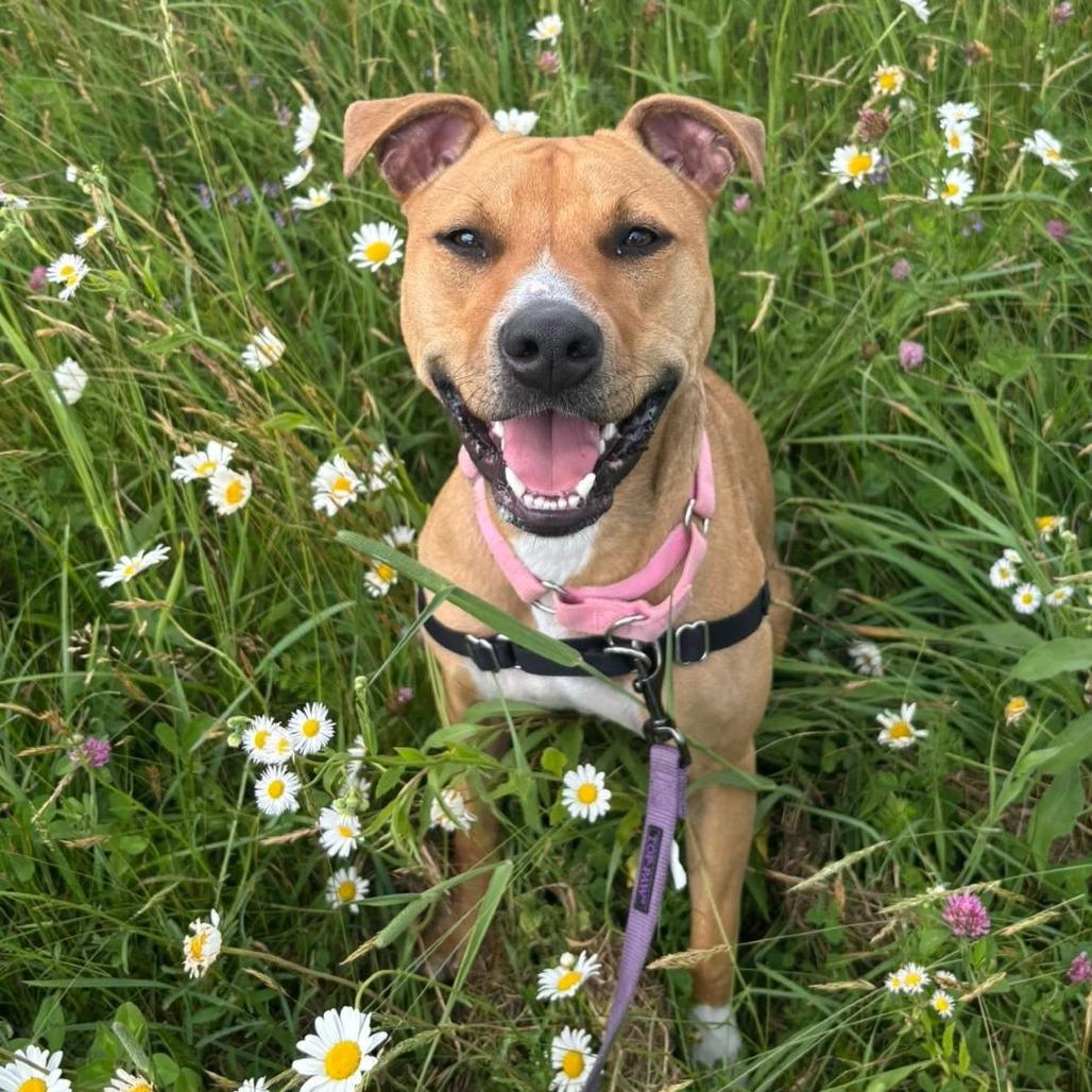 Marlee, Adoptable, Adult Female Mixed Breed.