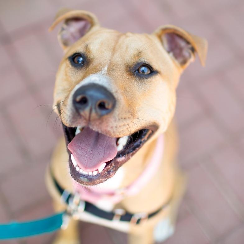 Enlarge Marlee, a Adoptable Mixed Breed in Dover, NH image 6/6