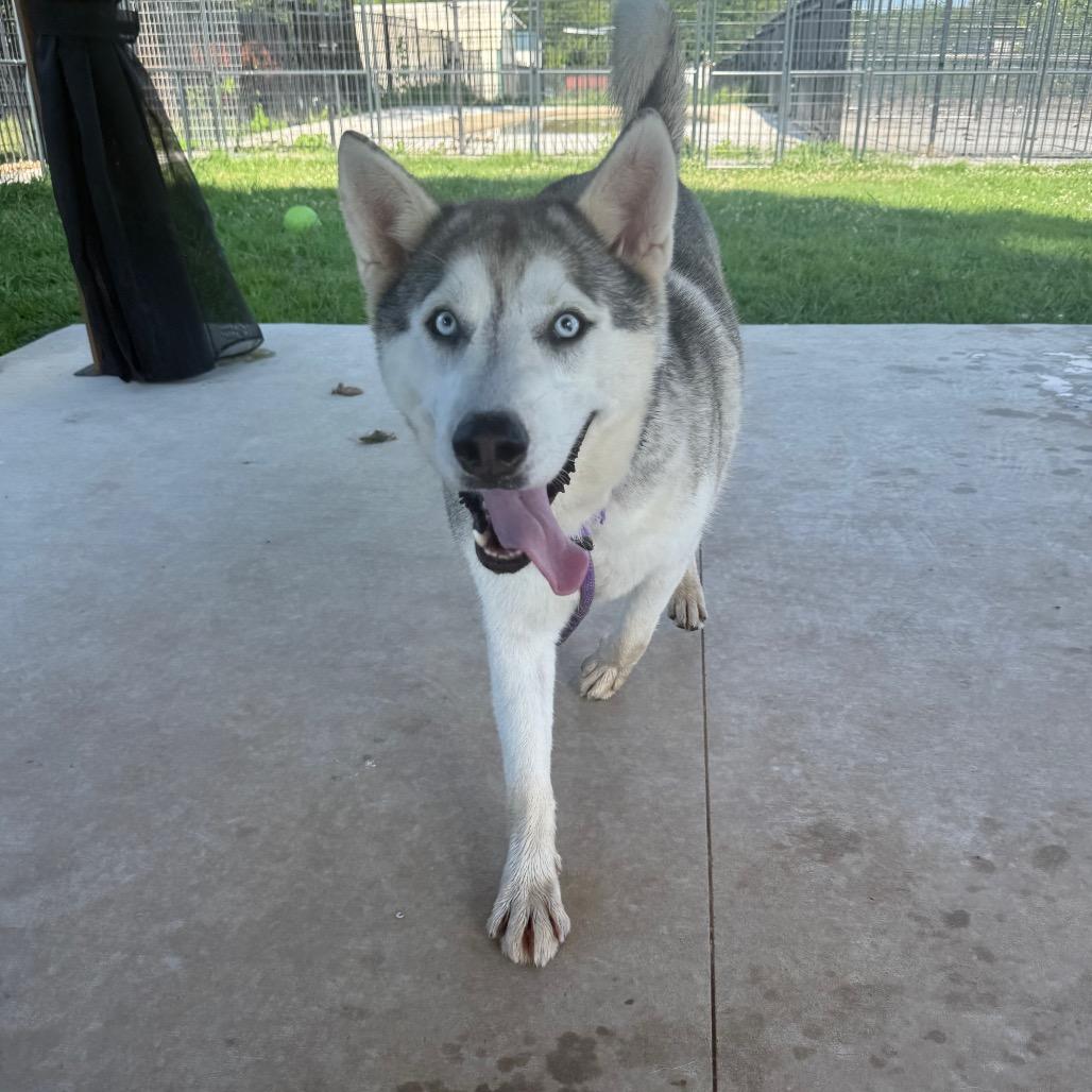 Enlarge Bruno, a Adoptable Husky in Eufaula, OK image 2/6