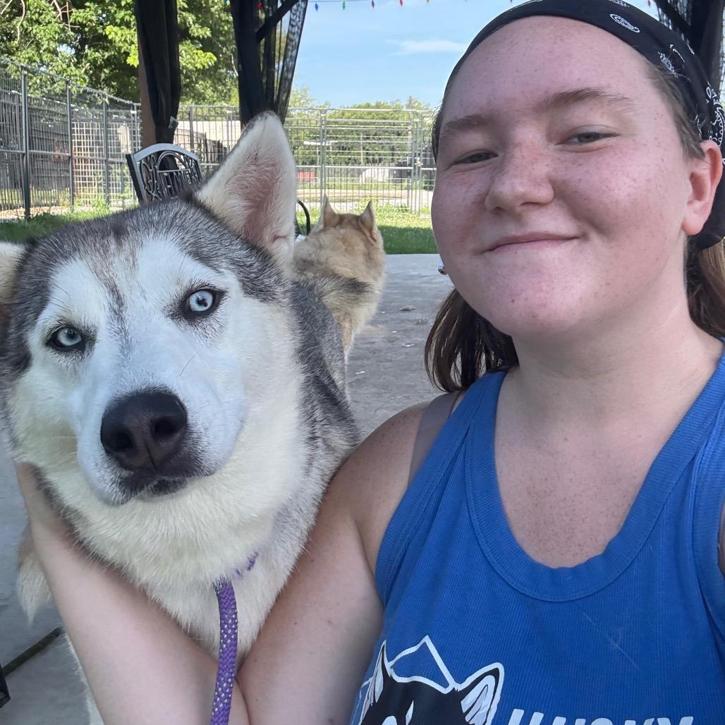 Enlarge Bruno, a Adoptable Husky in Eufaula, OK image 3/6