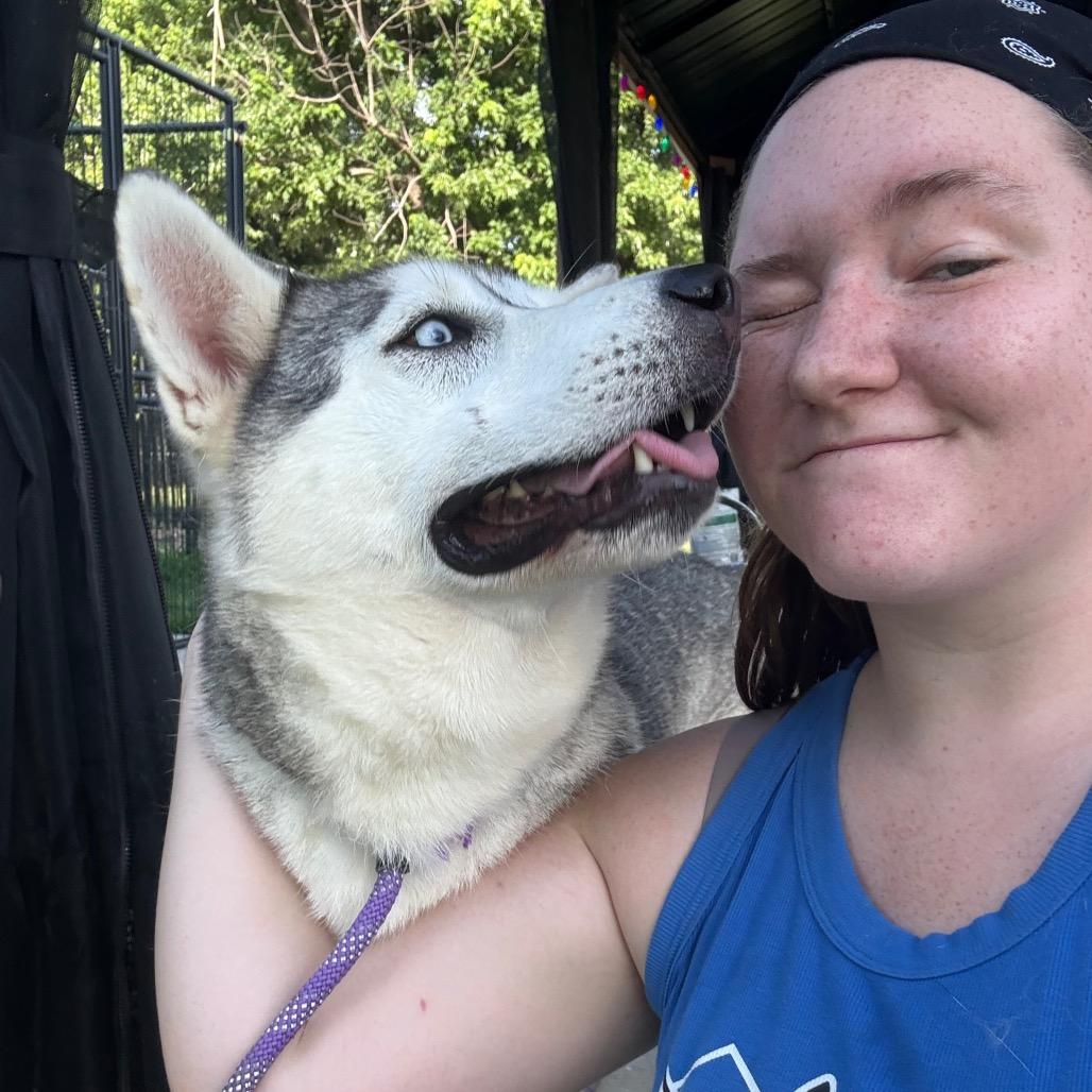 Enlarge Bruno, a Adoptable Husky in Eufaula, OK image 4/6