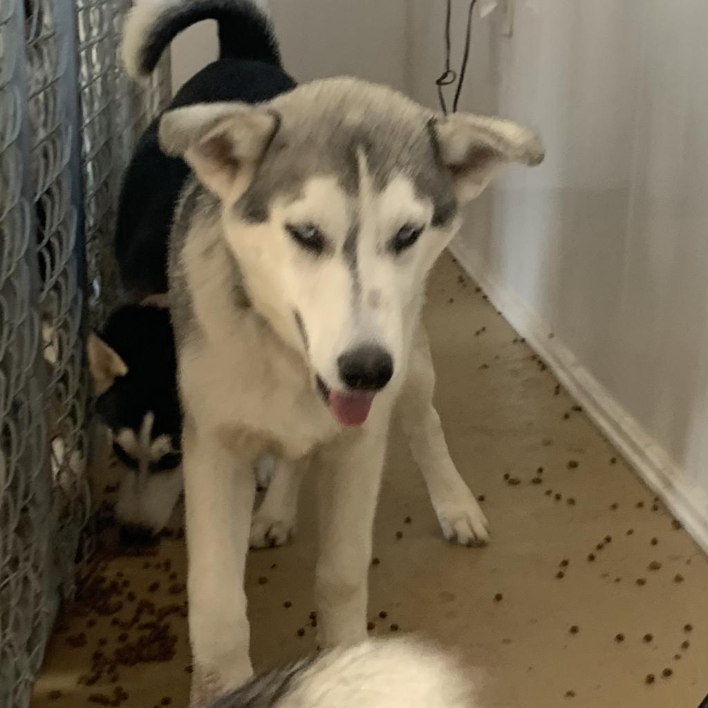 Enlarge Bruno, a Adoptable Husky in Eufaula, OK image 5/6