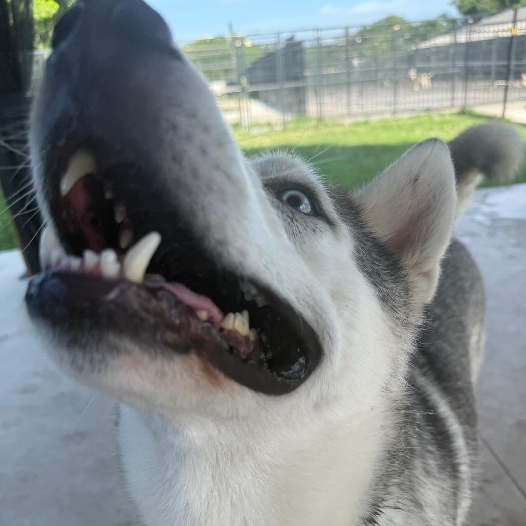 Enlarge Bruno, a Adoptable Husky in Eufaula, OK image 6/6