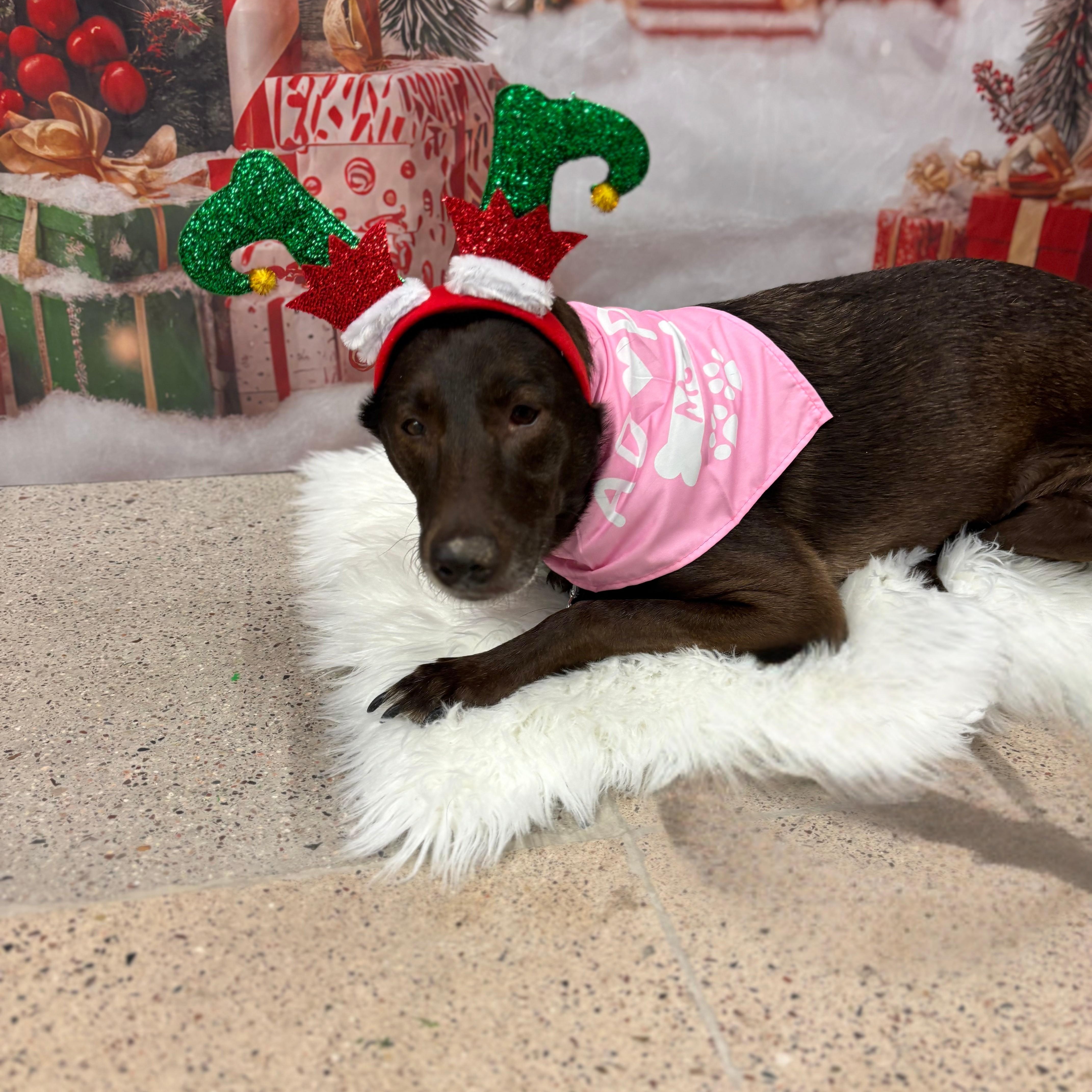 Kaia, a Adoptable mixed breed in Phoenix, AZ image 1/6