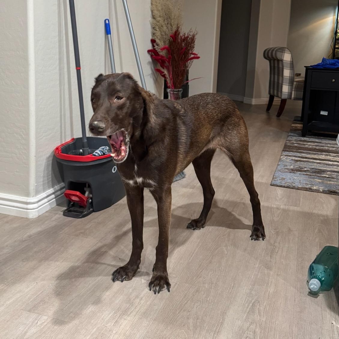 Kaia, a Adoptable mixed breed in Phoenix, AZ image 5/6