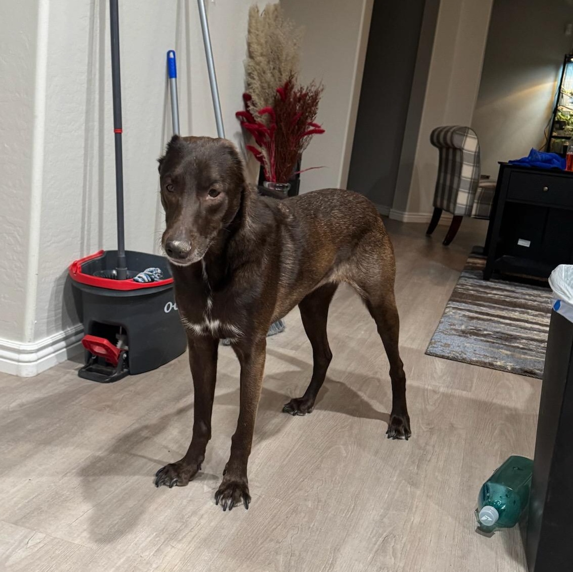 Kaia, a Adoptable mixed breed in Phoenix, AZ image 2/6