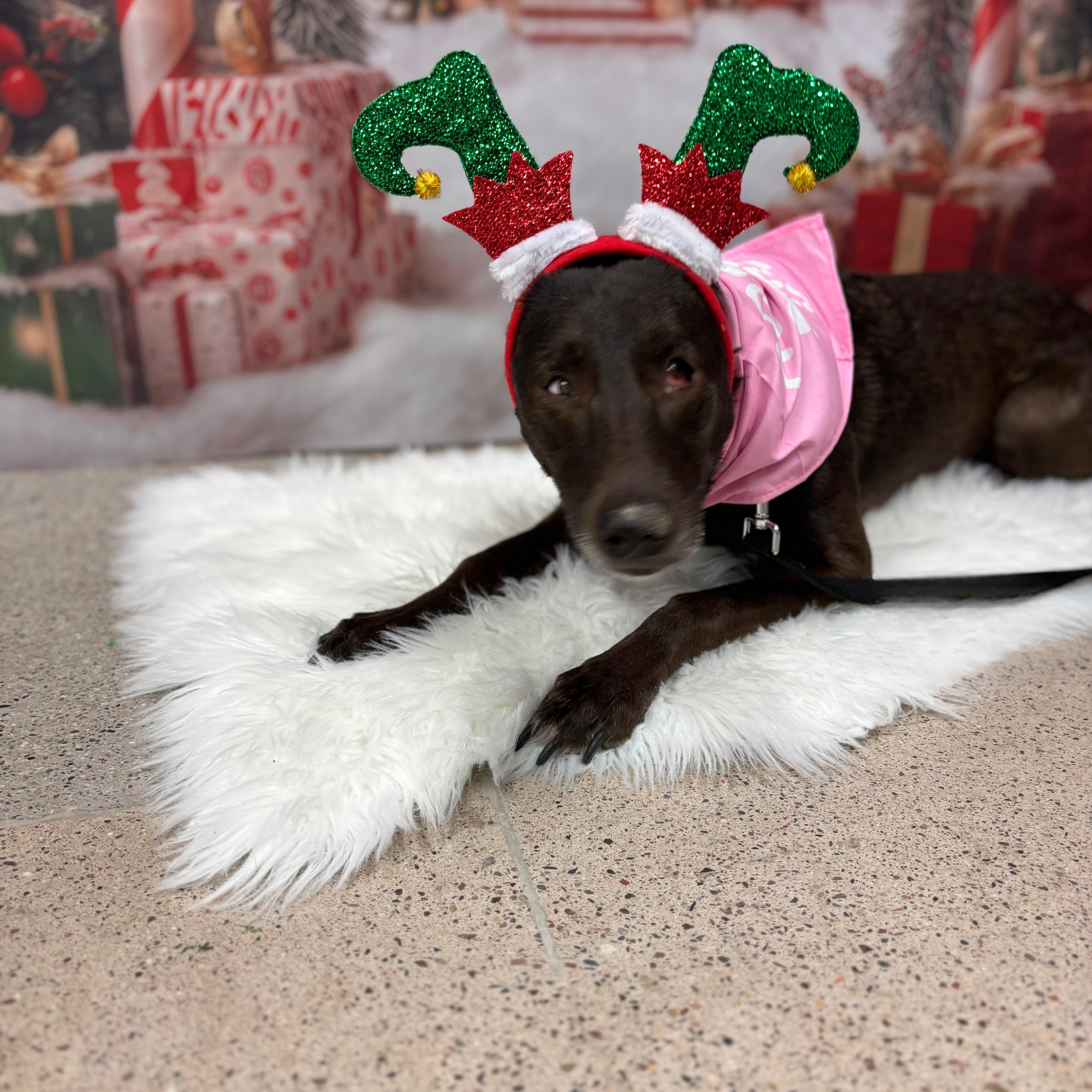 Kaia, a Adoptable mixed breed in Phoenix, AZ image 3/6