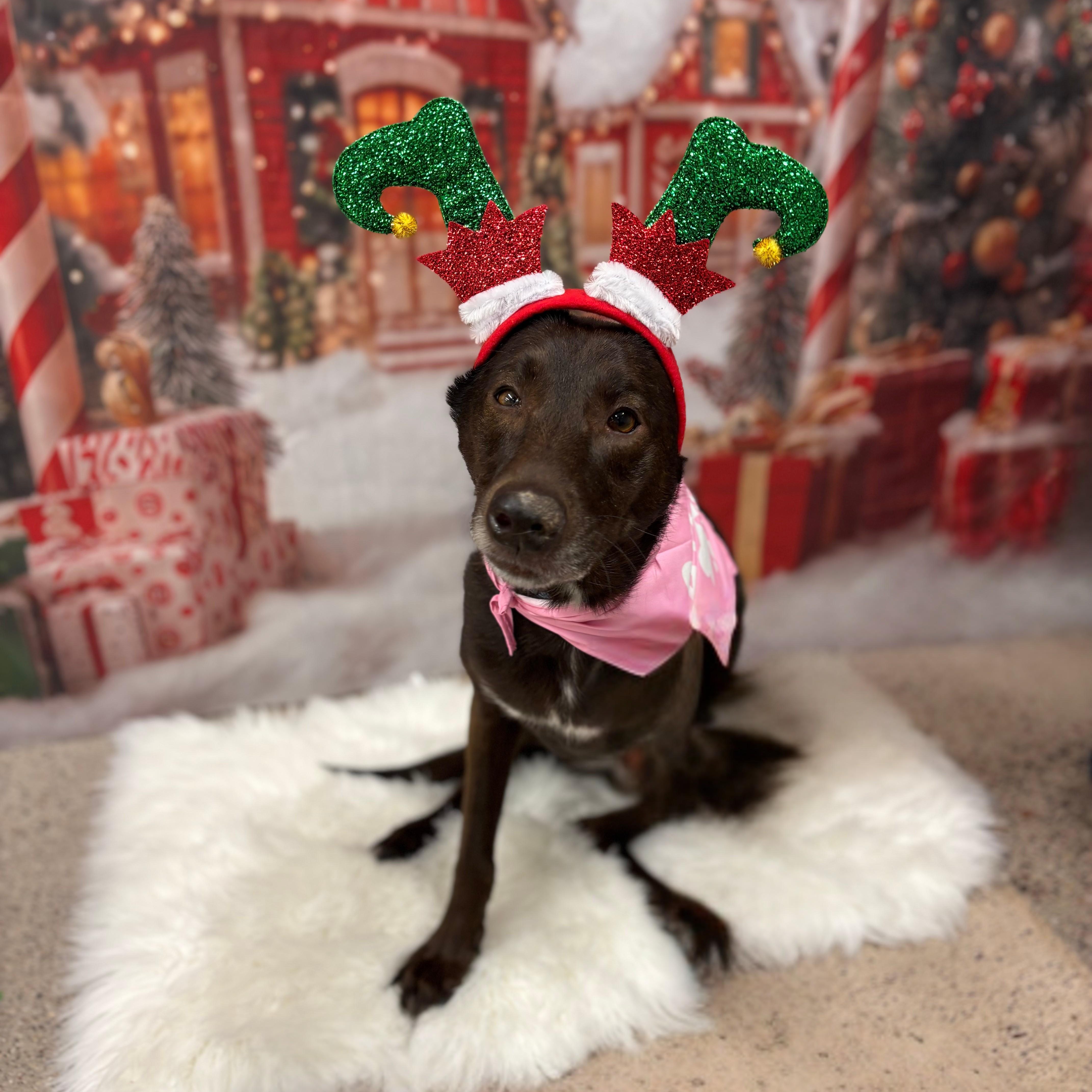 Kaia, a Adoptable mixed breed in Phoenix, AZ image 4/6