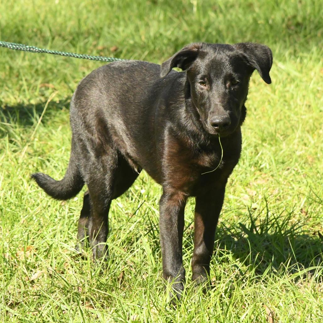 Enlarge Marcus, a Adoptable mixed breed in Natchez, MS image 1/5