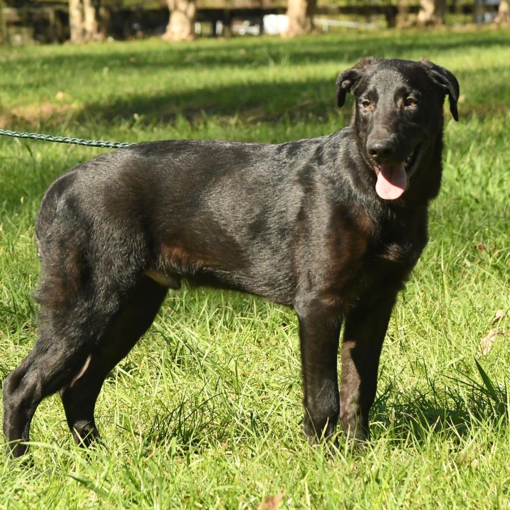 Enlarge Marcus, a Adoptable mixed breed in Natchez, MS image 2/5