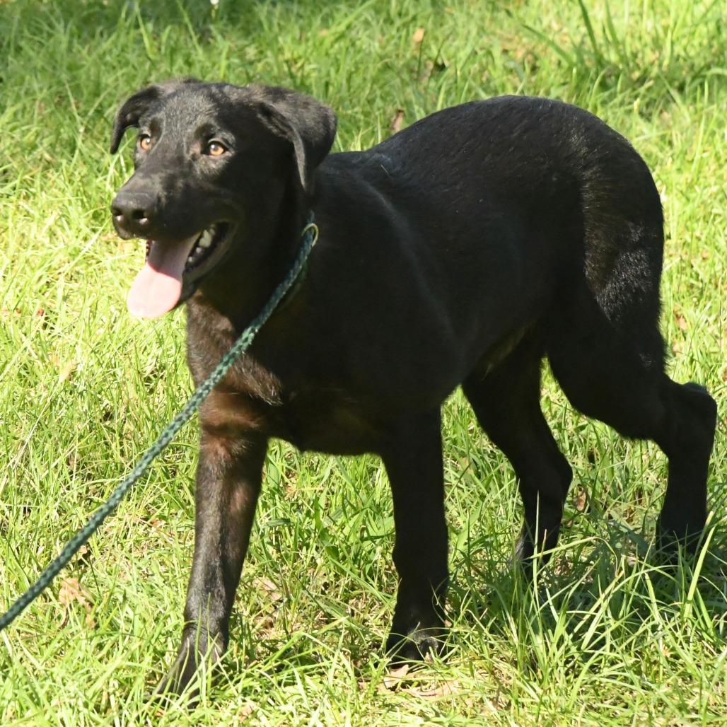 Enlarge Marcus, a Adoptable mixed breed in Natchez, MS image 3/5