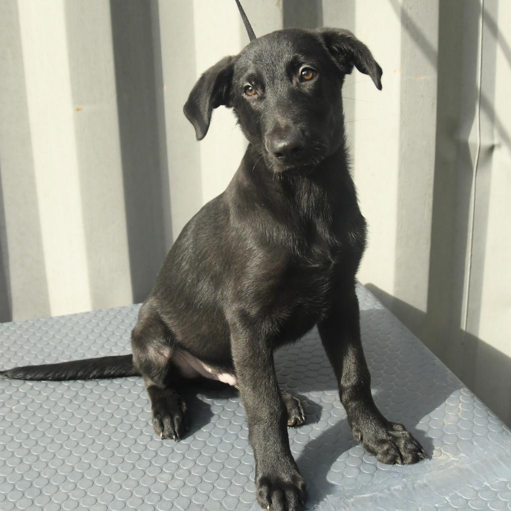 Enlarge Marcus, a Adoptable mixed breed in Natchez, MS image 4/5