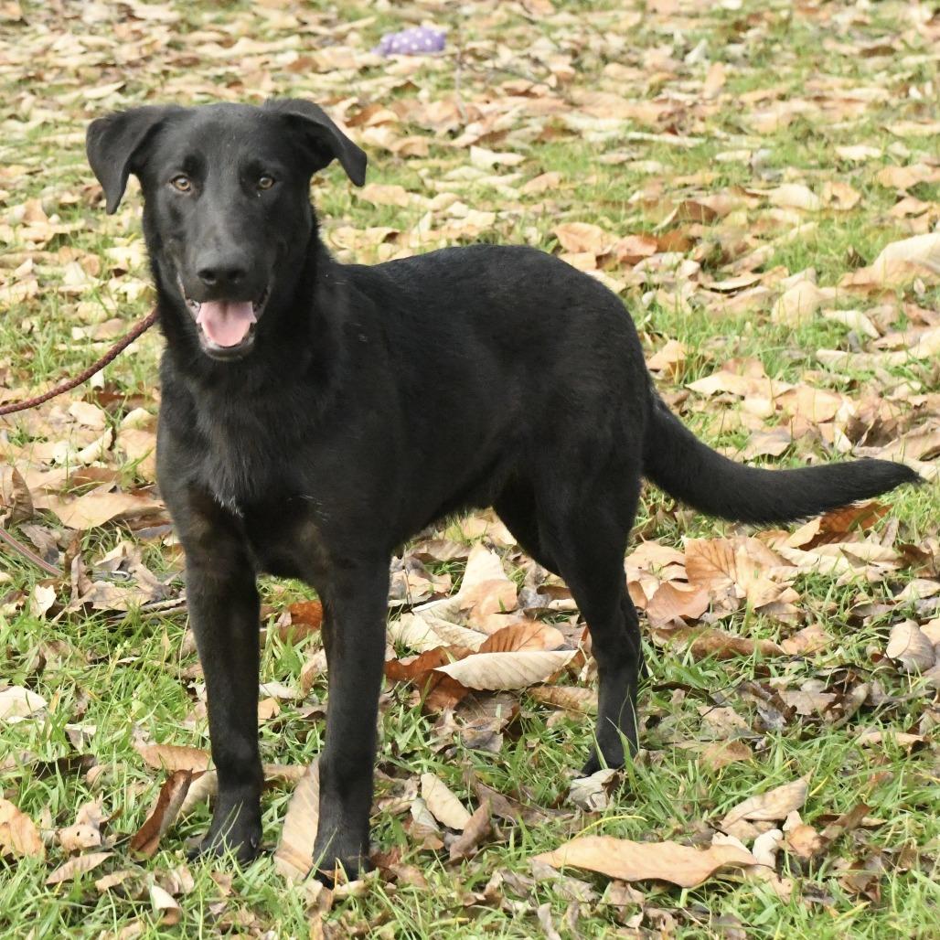 Enlarge Marcus, a Adoptable mixed breed in Natchez, MS image 5/5