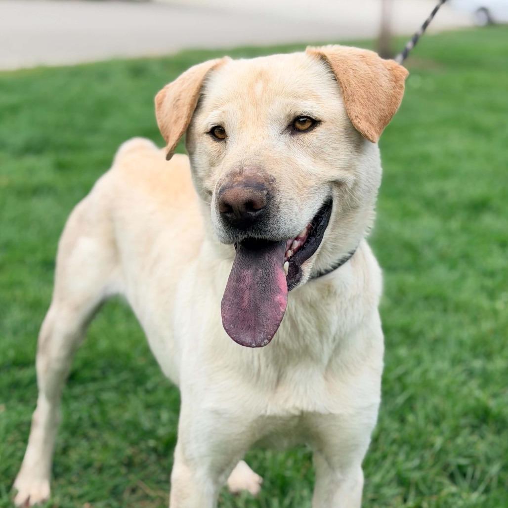 Enlarge Chalupa, a Adoptable mixed breed in Huntington, WV image 1/6