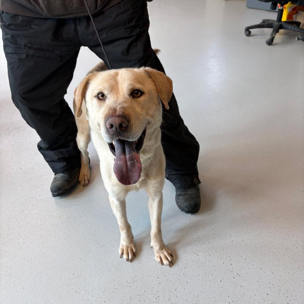 Enlarge Chalupa, a Adoptable mixed breed in Huntington, WV image 2/6