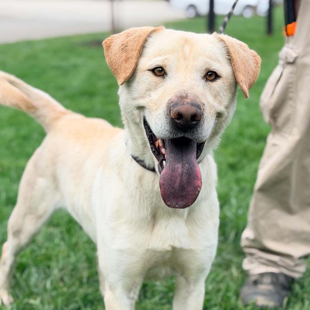 Enlarge Chalupa, a Adoptable mixed breed in Huntington, WV image 3/6