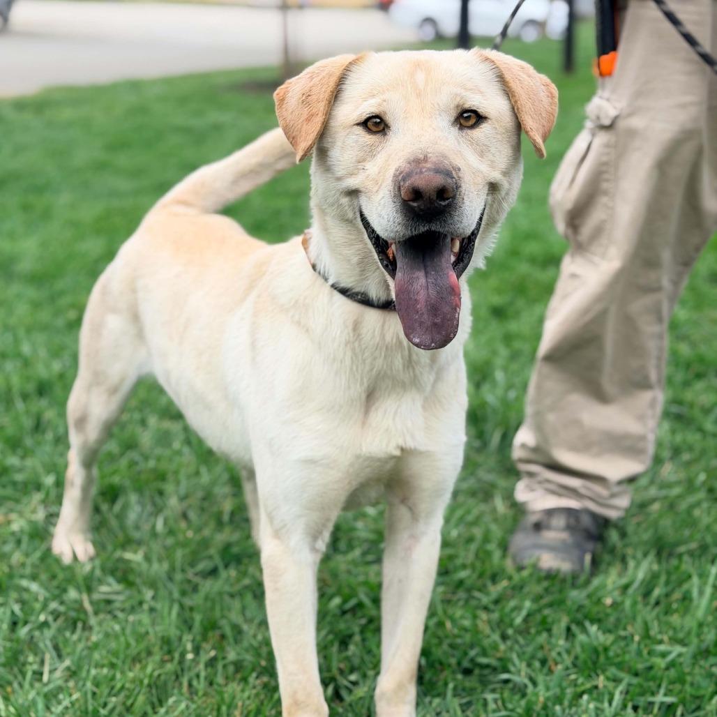 Enlarge Chalupa, a Adoptable mixed breed in Huntington, WV image 4/6