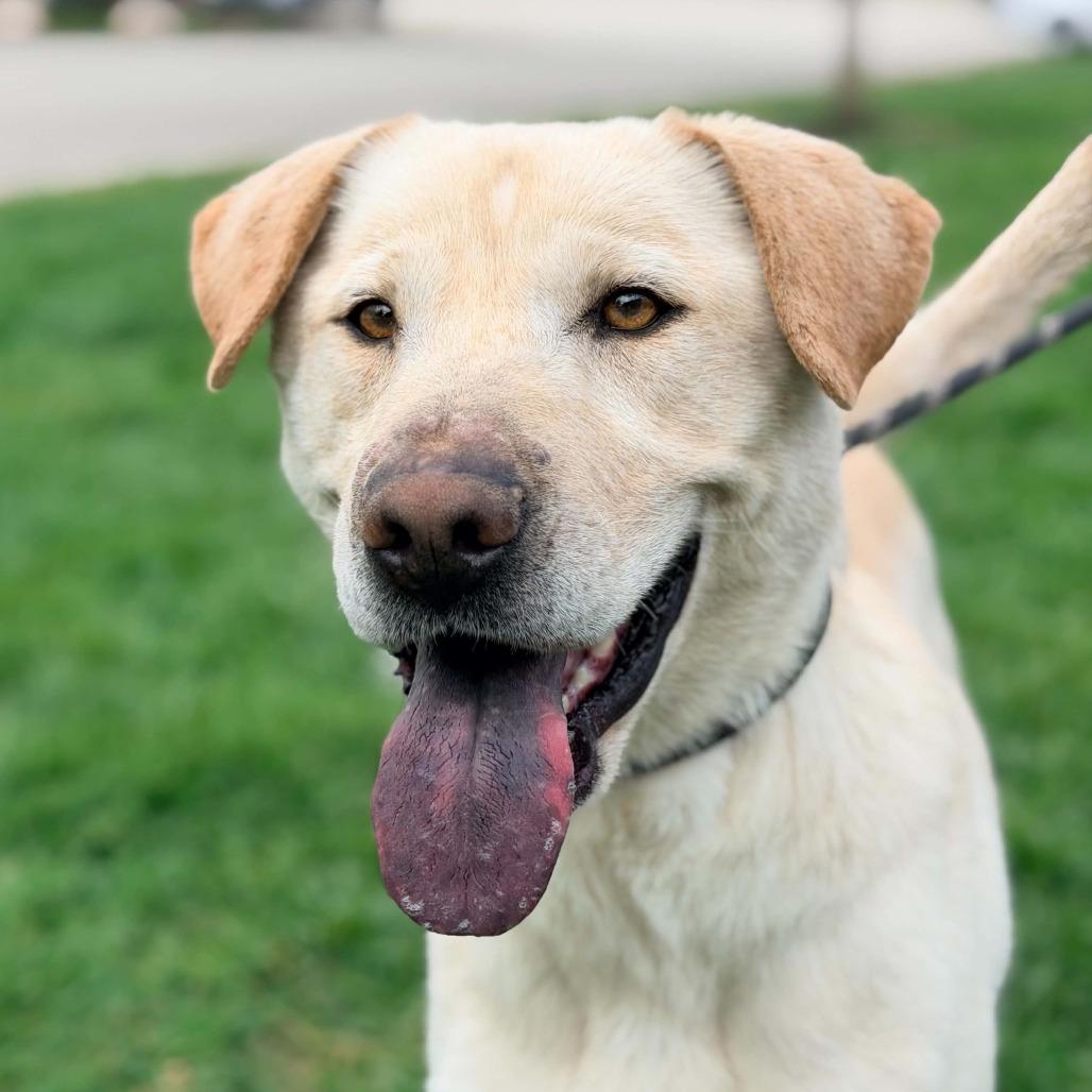 Enlarge Chalupa, a Adoptable mixed breed in Huntington, WV image 5/6