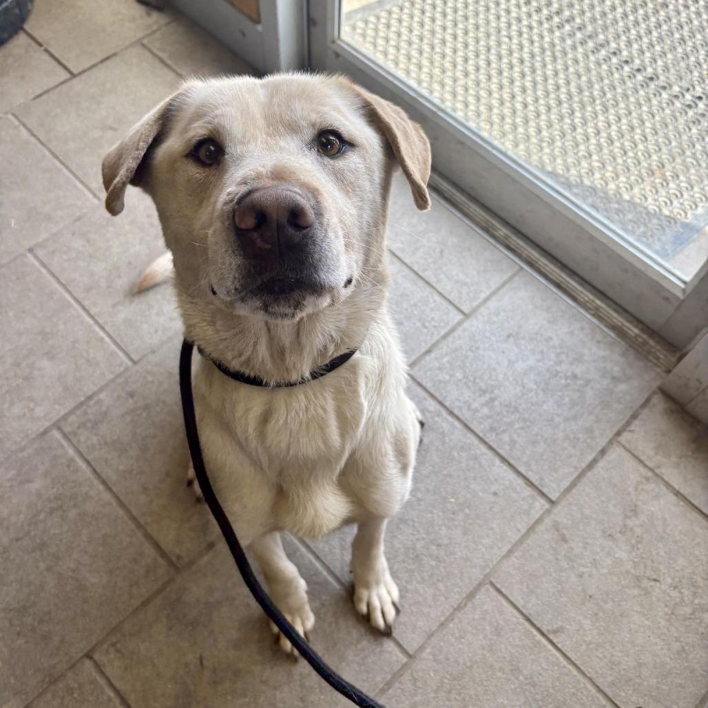 Enlarge Chalupa, a Adoptable mixed breed in Huntington, WV image 6/6