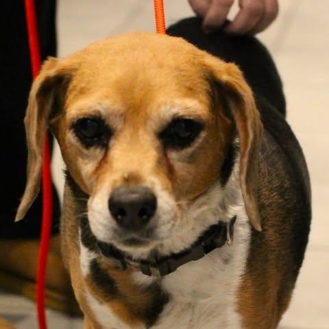 Enlarge 26-00192 TAYLOR, an adopted Beagle in Fredericksburg, VA image 1/1