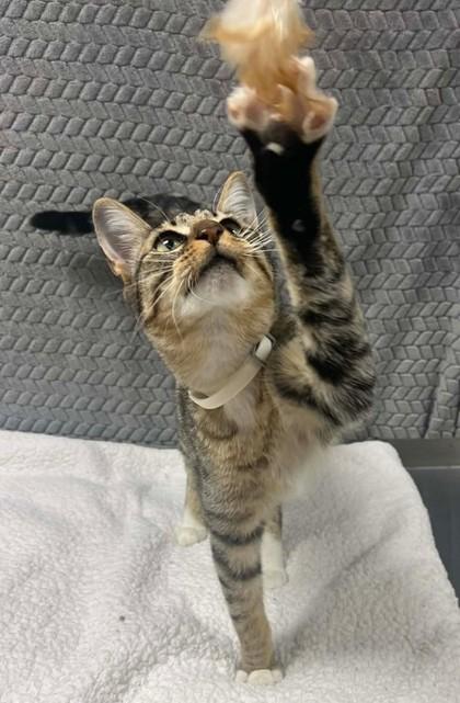 Jet, Adoptable, Adult Male Domestic Short Hair & Domestic Short Hair.