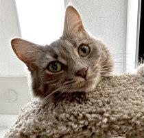 Enlarge GRACE, an adopted Domestic Long Hair in Henderson, NV image 2/4