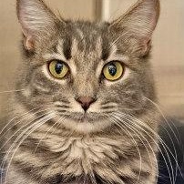 Enlarge GRACE, an adopted Domestic Long Hair in Henderson, NV image 3/4