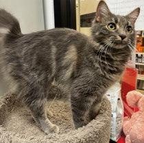 Enlarge GRACE, an adopted Domestic Long Hair in Henderson, NV image 1/4