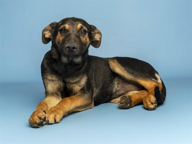 Enlarge CUPID, a Adoptable mixed breed in Phoenix, AZ image 1/1