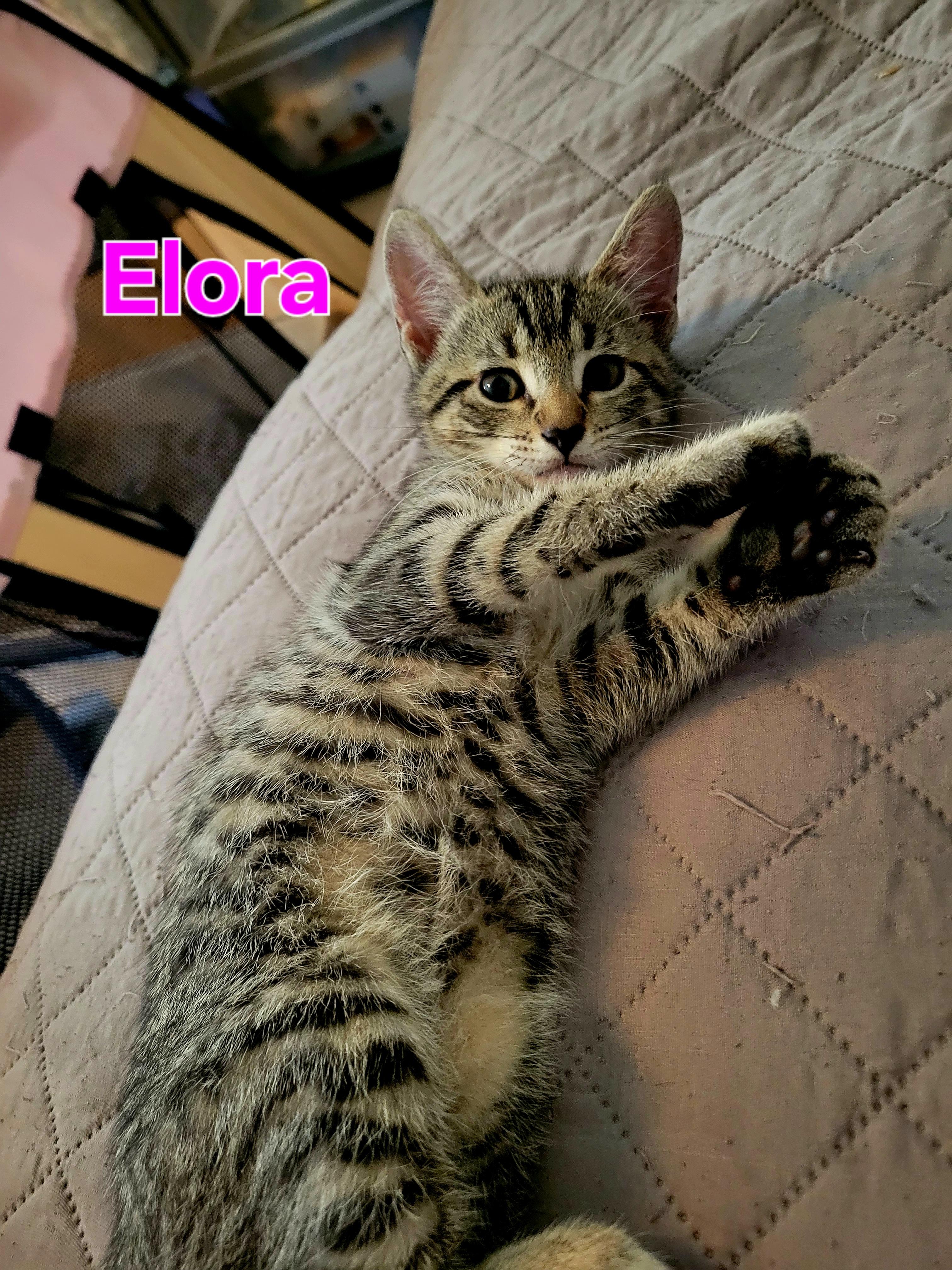 Elora