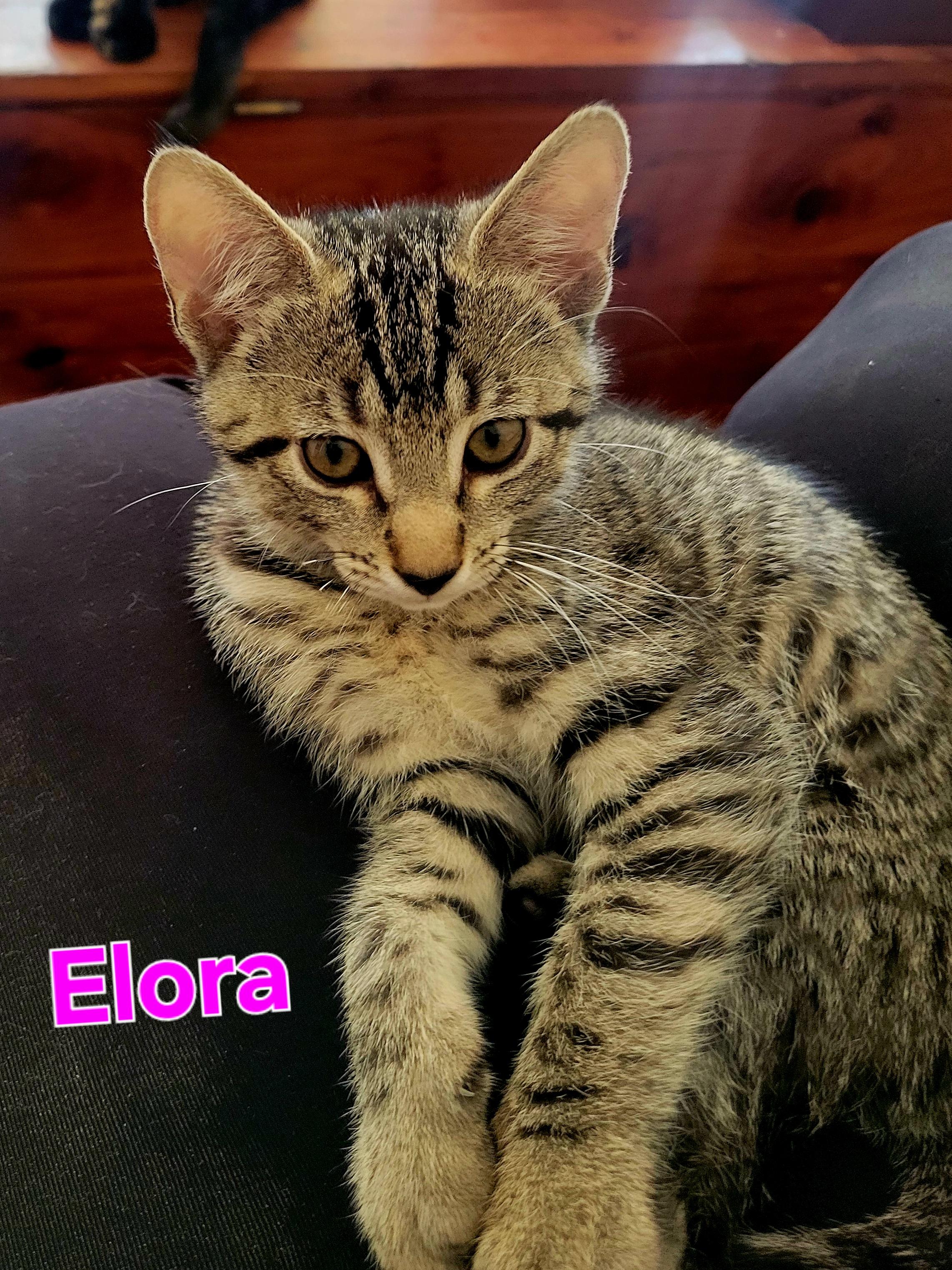 Elora
