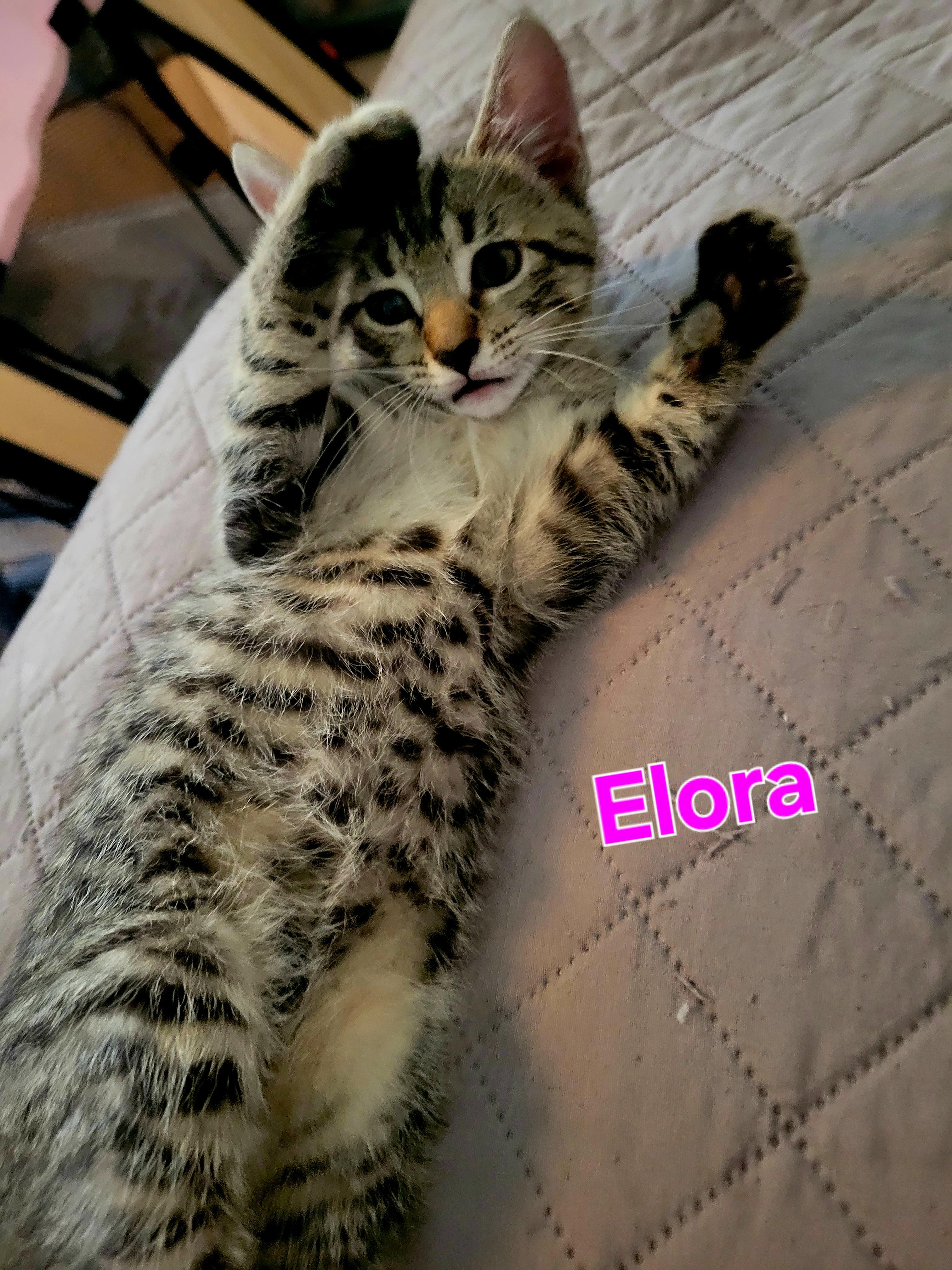 Elora