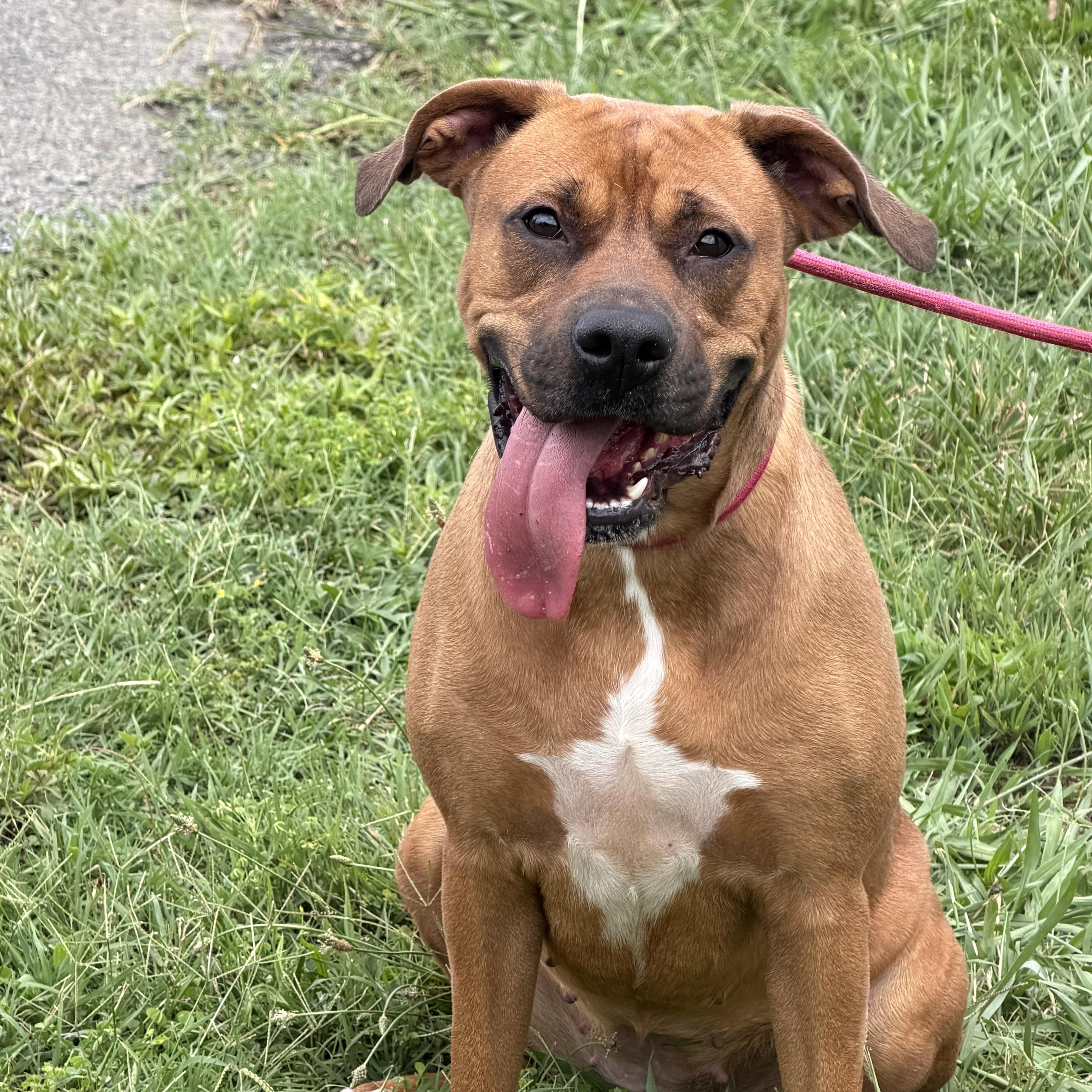 Enlarge Nicolle, a ADOPTABLE mixed breed in Albemarle, NC image 2/5