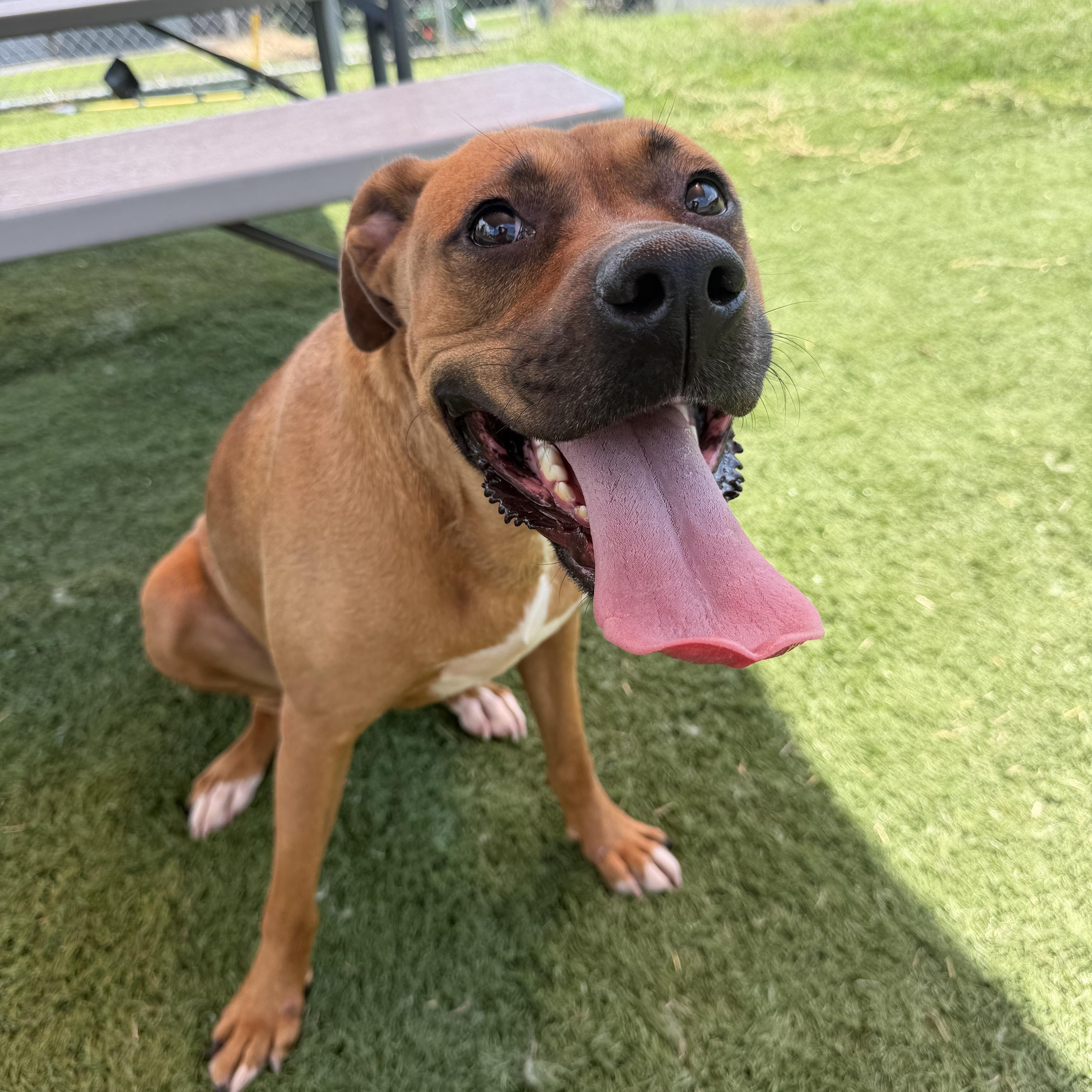 Nicolle, ADOPTABLE, Adult Female Boxer.