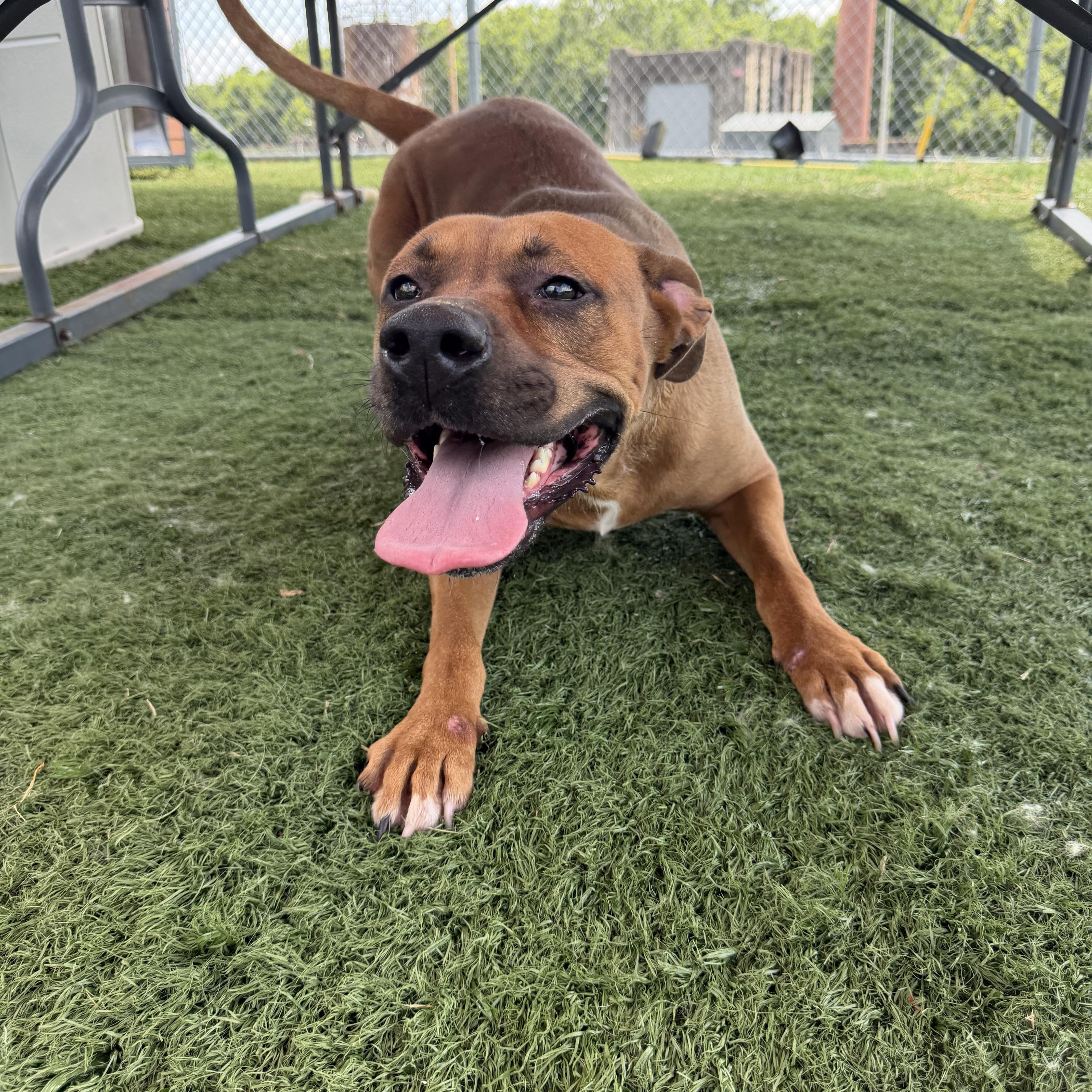 Enlarge Nicolle, a ADOPTABLE mixed breed in Albemarle, NC image 4/5