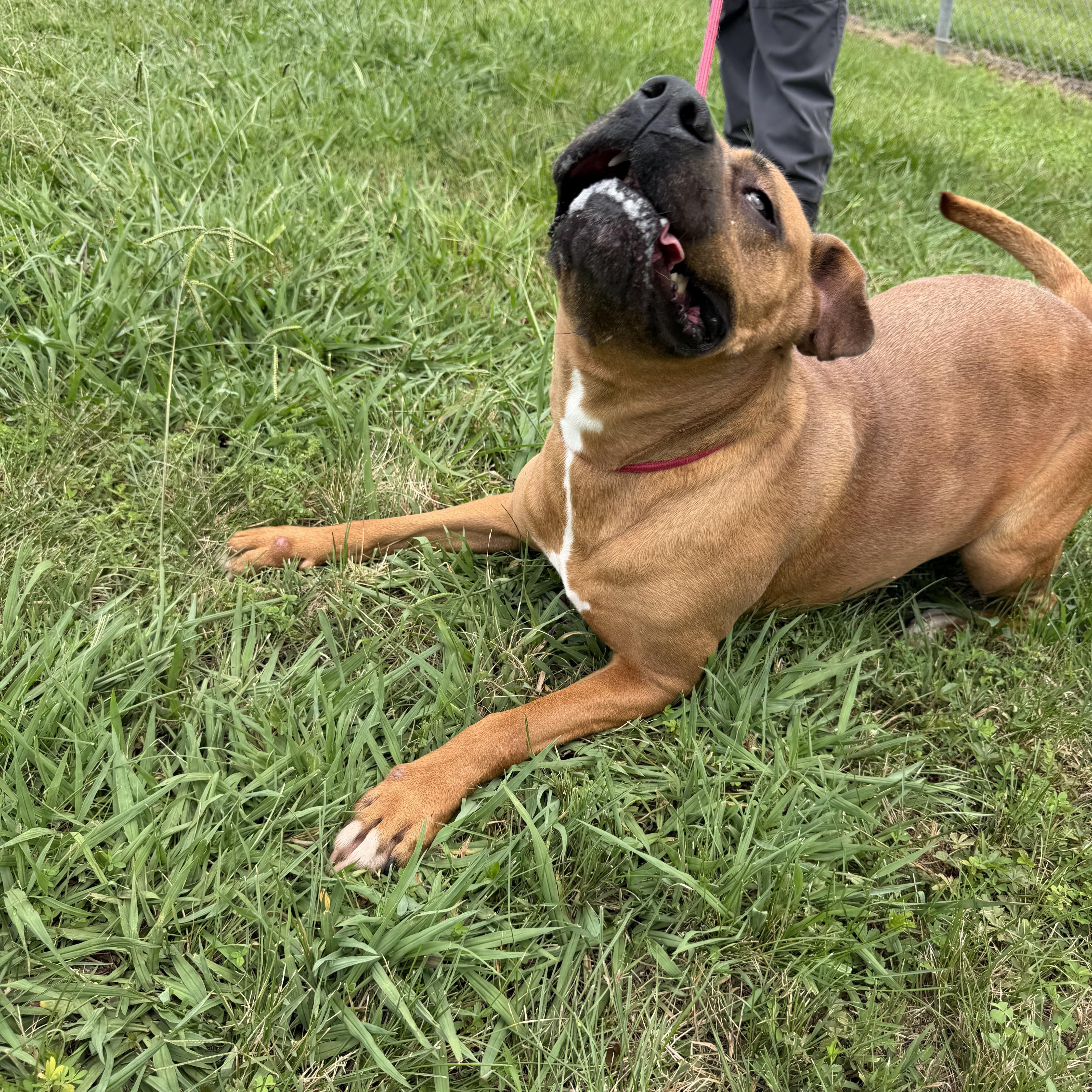 Enlarge Nicolle, a ADOPTABLE mixed breed in Albemarle, NC image 3/5
