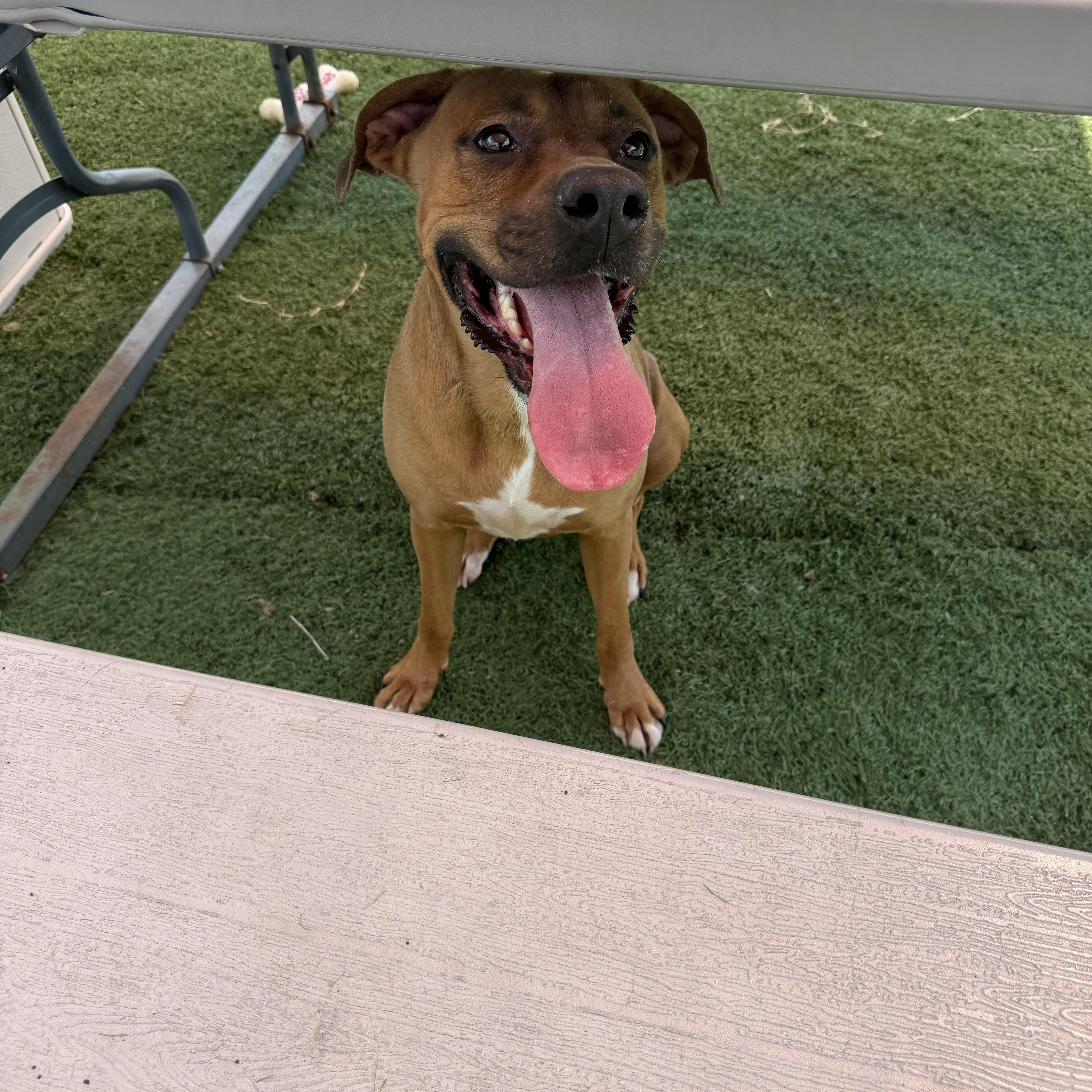 Enlarge Nicolle, a ADOPTABLE mixed breed in Albemarle, NC image 5/5