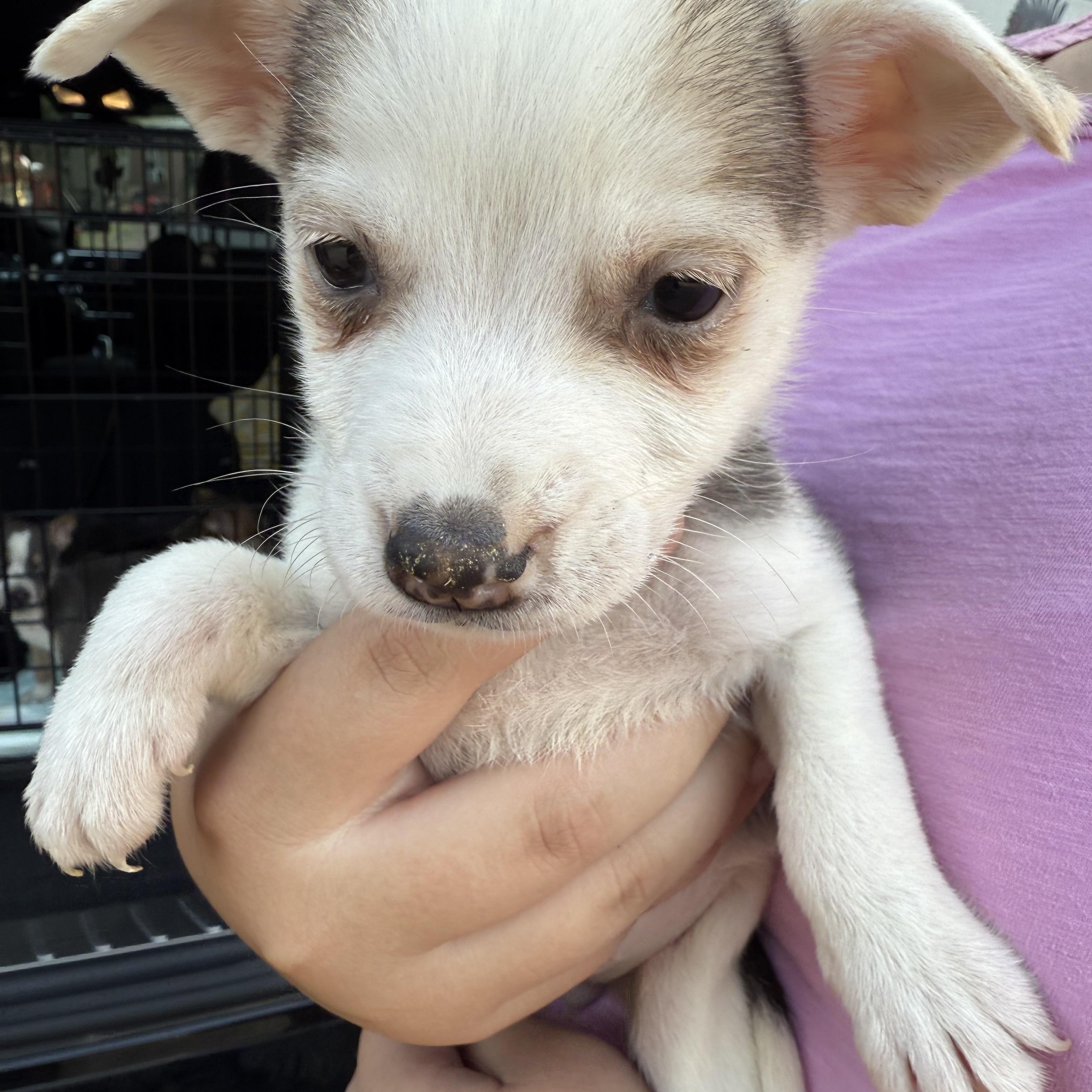 Enlarge Dopey, a Adopted mixed breed in Spring, TX image 1/1