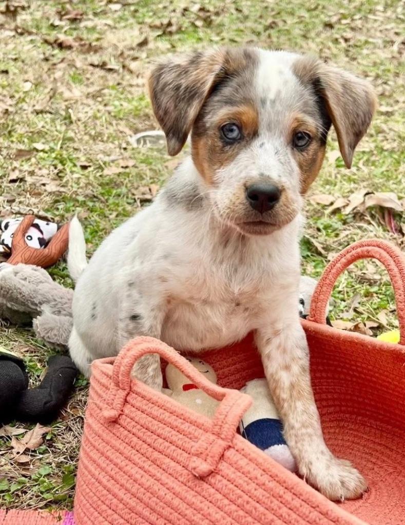 Arlo, Adoptable, Puppy Male Mixed Breed.