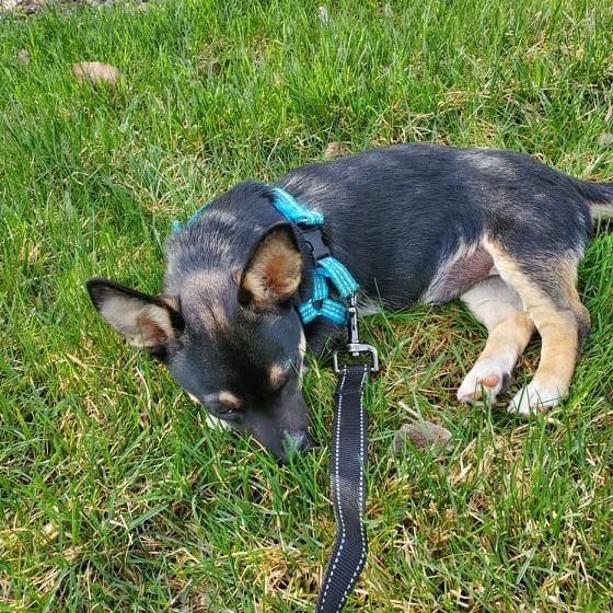 Boomer, Adoptable, Adult Male Chihuahua & Pekingese.