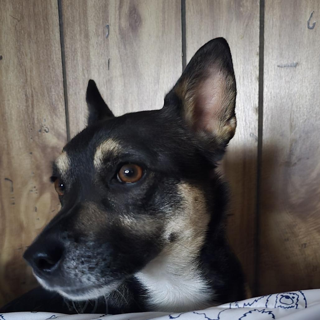 Boomer, a Adoptable mixed breed in West Richland, WA image 2/6