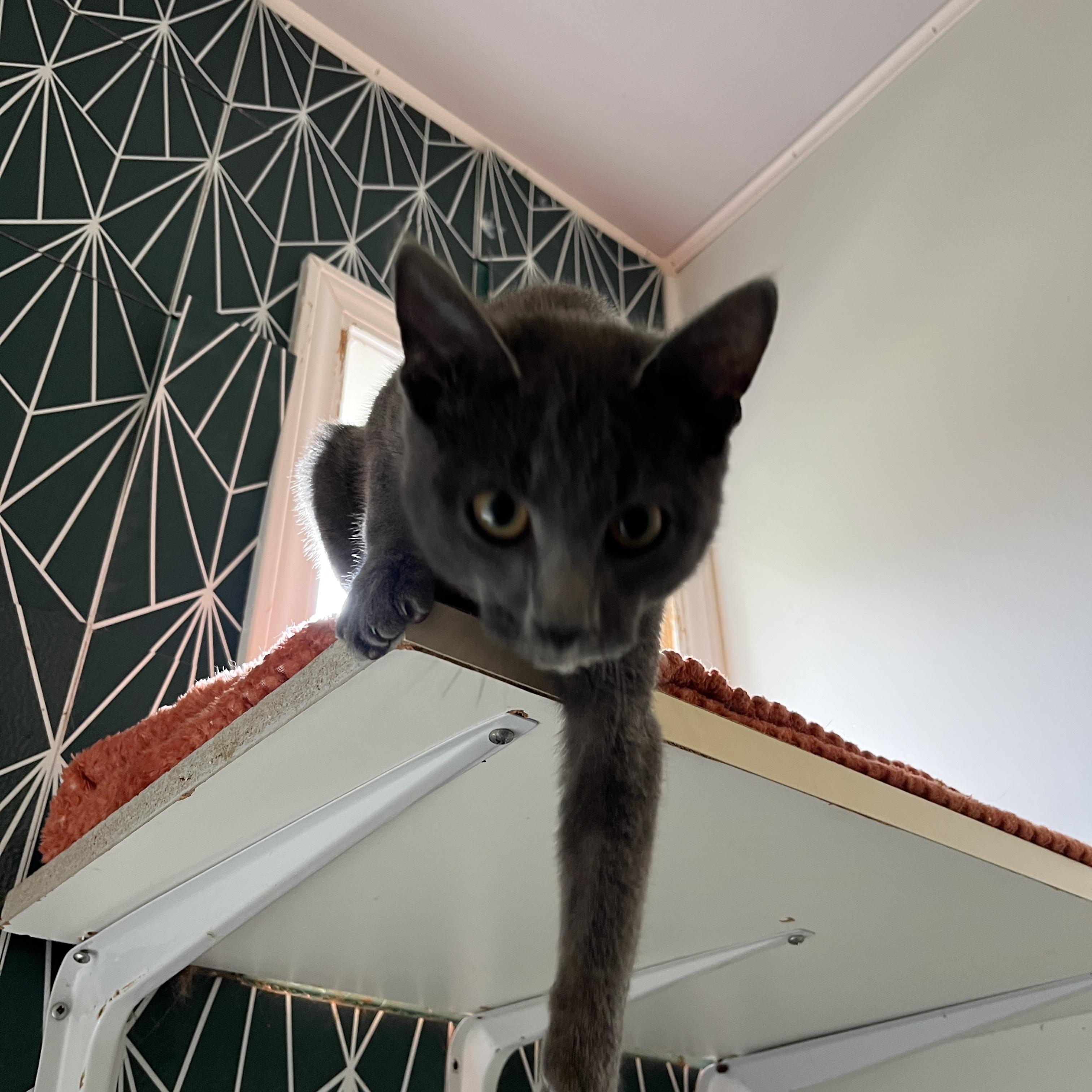 Sir Loin